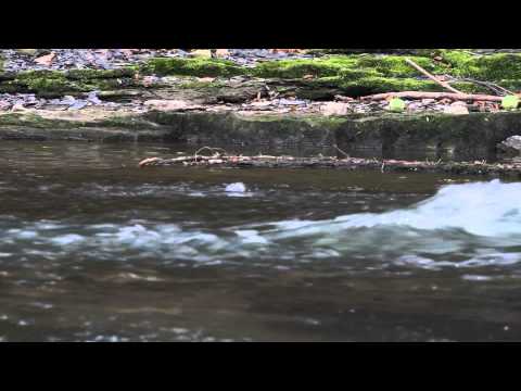 Amazing underwater feeding technique by dipper (cinclus cinclus)