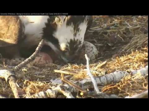 Hellgate ospreys 5.12.16 751pm Iris lays her 5th egg it is the light pink one