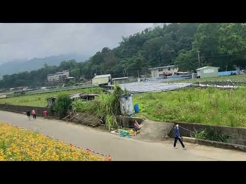 2022/5/8 Miaoli Grande Lago Sheliao Corner Aterro: Golden Needle Flower 2