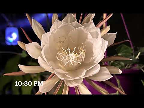 Jaw-Dropping Night Blooming Cereus: Behold #QueenoftheNight  #Epiphyllumoxypetalum
