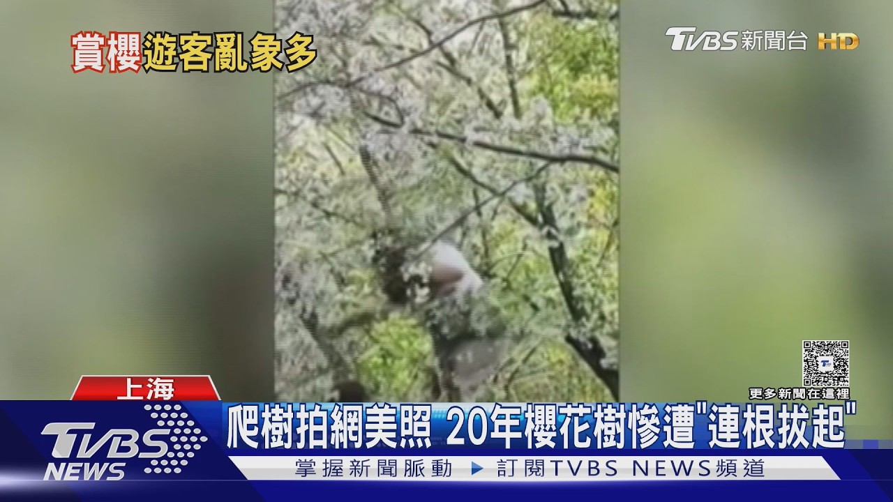 陸女爬20年櫻花樹拍網美照 下秒根系斷裂「整棵連根拔起」
