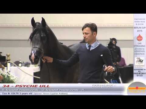 Berlin Cup Werder 2015 - Colts 3 years old (Class 8) - N.34 PSYCHE ULL