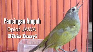 Download lagu Pasti Nyaut Panggilan Opior JAWA Gacor Piet Ngeriw... mp3