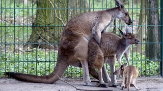 Känguru Familienplanung