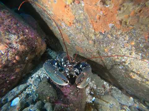 Homarus gammarus
