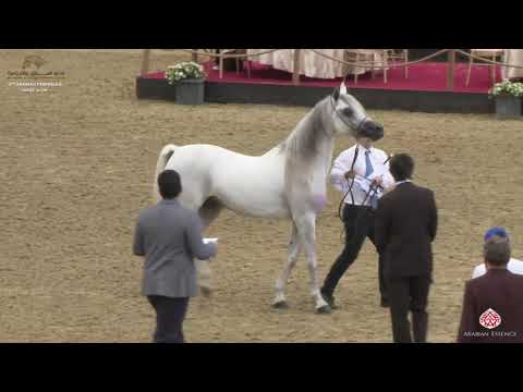 N 187 MUEER AL RAYYAN   10th Qatar International Arabian Peninsula Horse Show 2020   4 6 Years Old