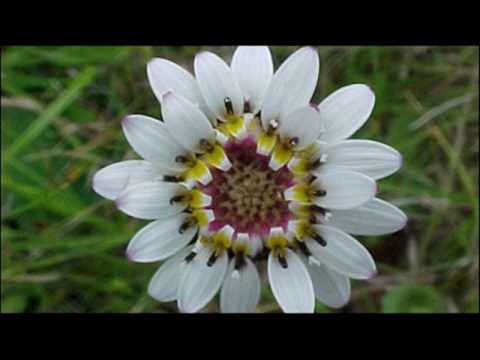 Clonagem para evitar a extinção de novas espécies 2°D