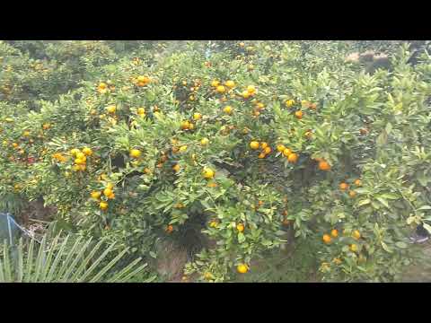 どっしりとしたオレンジ!