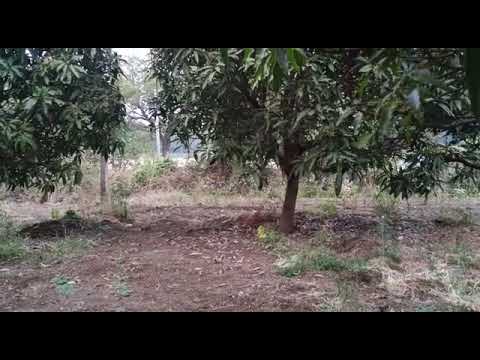#4 #acre #mango #farmhouse #forsale #80 #lacks #acre #sangareddy #zaheerabad #nh65 1km #9640041044