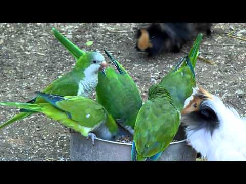 Parrocchetti Monaco in libertà