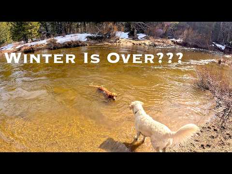 Tahoe Is Melting Fast… And The Dogs Don’t Mind