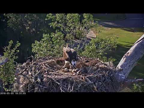 Female Osprey Removes Dead Nestling From Nest, May 3, 2018 | Savannah Ospreys