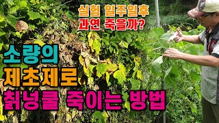 소량의 #제초제로 칡넝쿨을 죽이는 실험해 봤습니다. 과연 결과는 ?