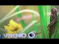 Wkno Pbs Kids Bug Bumper
