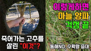 마늘싹나오는시기 마늘심고 싹이 안 나와요 이 방법이 최고입니다. 동해 피해 서릿발 피해 예방