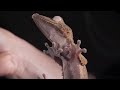 Gecko Grip It S Atomic Really Deep Look