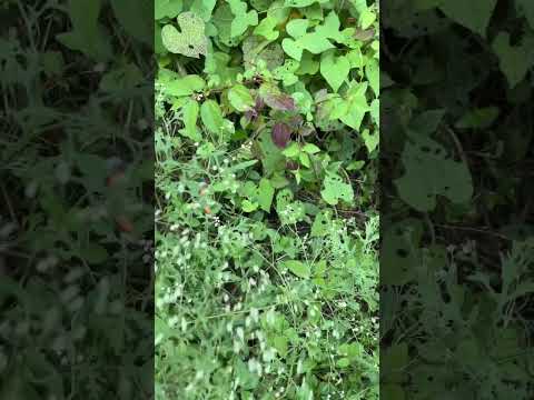 Can you see the butterfly and the nature