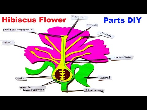 hibiscus flower 3d model with parts for science project exhibition biology project howtofunda