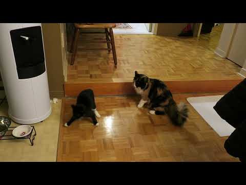 Chanelle et Réglisse