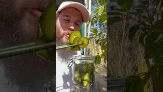 עוד פרק בהתססה ביתית והפעם פרוסות מלפפון מותסס מתכון ושלבים בתגובה