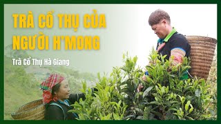 Chè Cổ Thụ Của Người H'Mông - Kí Sự Chè Cổ Thụ - Tập 4