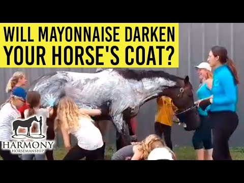 YouTube video about: How to darken a horses coat?
