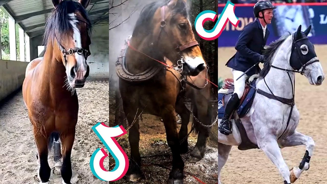 29 Minutes Of Reletable HORSE TikTok Compilation #235