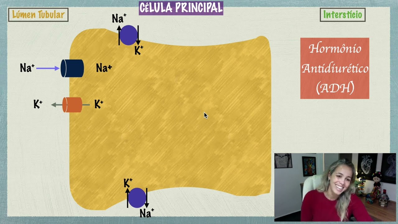 Néfron e ADH