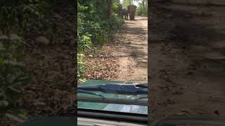 preview picture of video 'Jim Corbett - Elephants attack in Dhikala Zone'