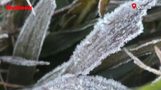 Blanket Of Frost Covers Similipal Tiger Reserve In Odisha