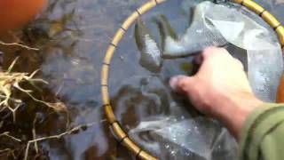 Trout Release May 30, 2012