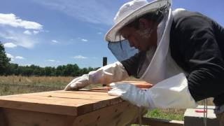 Bees are building comb.