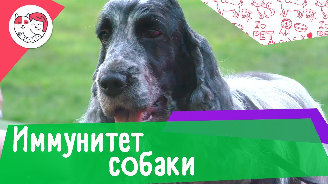 4 особенности собачьего иммунитета