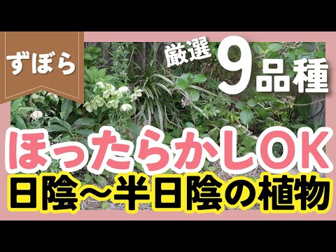 ディエルヴィラ、アメリカンタニウツギ 植物