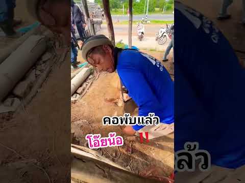 วัวคอพับ #ตลาดนัดโคกระบือ #cow #นายฮ้อย #วัว #วัวเลี้ยง #คนเลี้ยงวัว #วัวเชือกพันขา #ฟีด