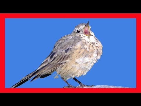 Ľabtuška okrová (Anthus rubescens) — spev a hlas v prírode