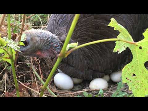 , title : 'Turkey laying eggs   Gà Tây Ấp trứng'