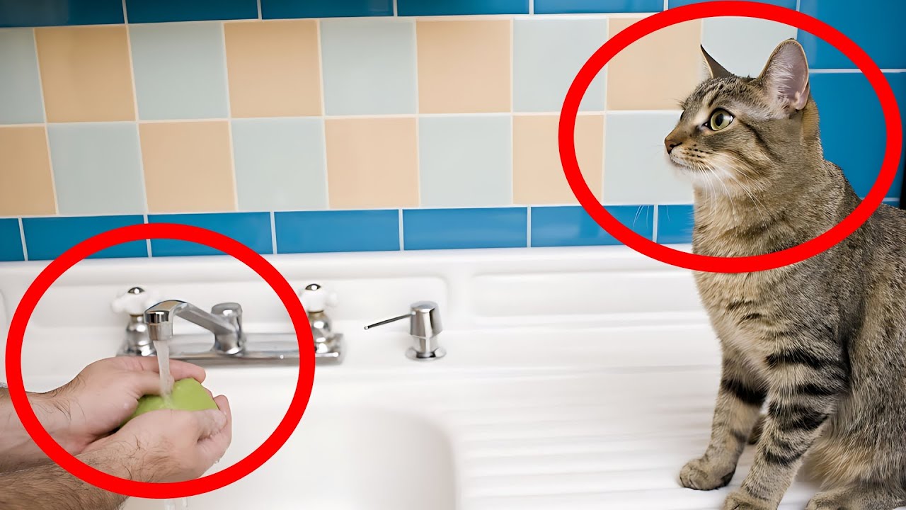 14 Coisas Que os GATOS AMAM e VOCÊ NÃO SABE! Conheça melhor o seu bichano! 💜