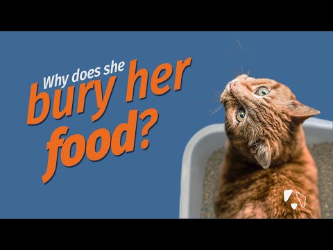 Cat Cover-up: Why does my cat cover up food?