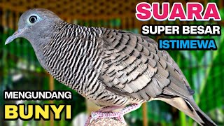 Download lagu Perkutut Lokal Gacor Suara Kung Besar Pancingan Burung Perkutut Agar Bunyi. mp3 Download lagu Perkutut Lokal Gacor Suara Kung Besar Pancingan Burung Perkutut Agar Bunyi. mp3