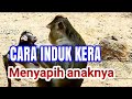 HOW APE WEANS ITS CHILDREN