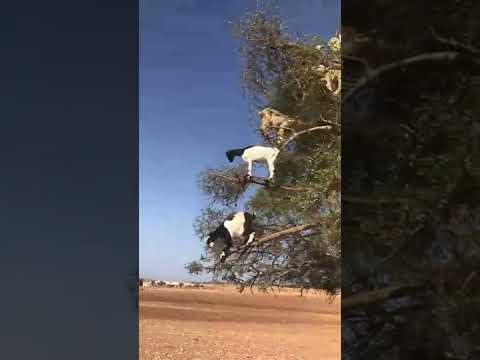 goats chilling pon de tree, boi🤔🙃😆🤪