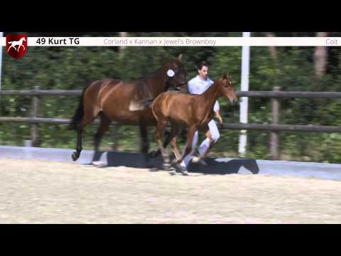 49 Kurt TG (Corland x Kannan), colt / hengstveulen