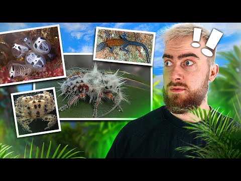 Les ANIMAUX les plus INCROYABLES découverts en 2024