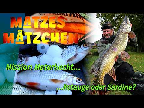 Matzes Mätzchen - Mission Meterhecht - Roach or Sardine?