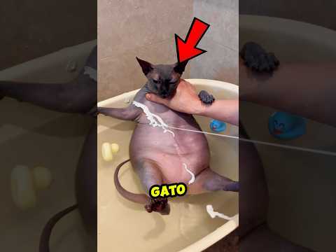 Acaba de bañarse… ¡Y este gato eligió el caos!  😹🛁 #shortvideo