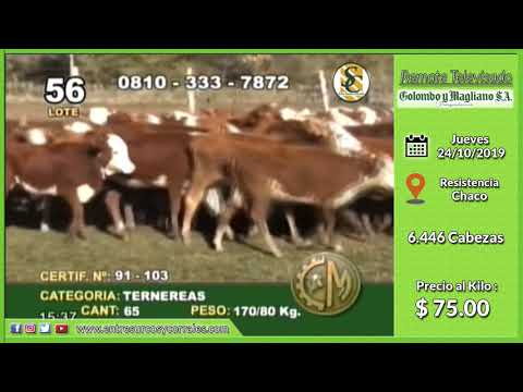 24-10-19 - Venta de Hembras - Remate Televisado de Colombo y Magliano S.A. - Chaco