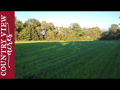 New Hay Field one month after planting.