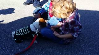 Jack Russell Puppies Playing in their Halloween Costumes 2014 Video