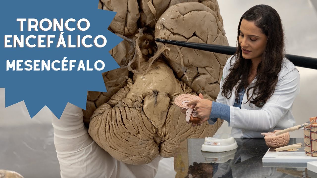 Tronco Encefálico: Mesencéfalo (entenda onde acontece a Doença de Parkinson)